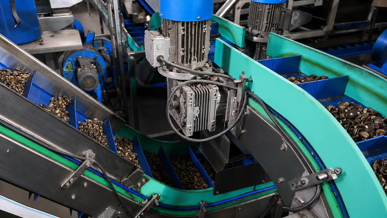 Cashew shells moving through a conveyor system